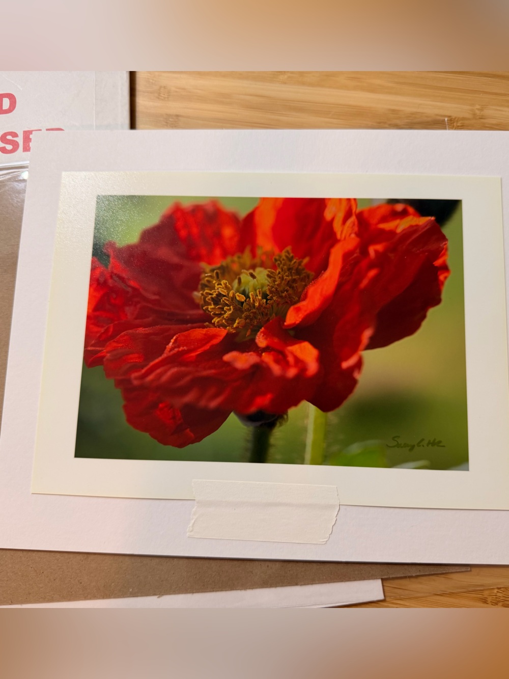 Floral photography print poppy print